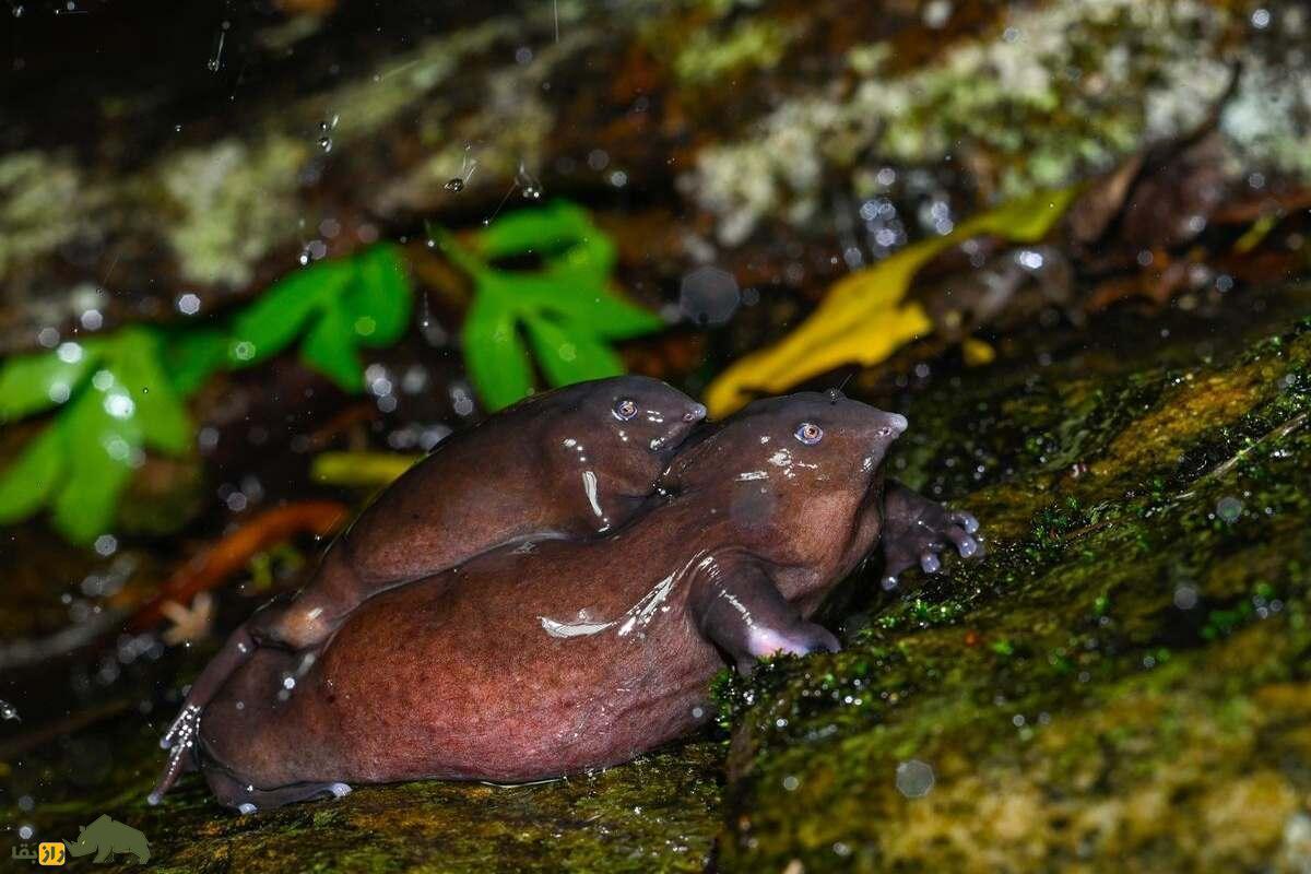 قورباغه بنفش؛ کمیابترین و ترسناکترین قورباغه جهان که شبیه لاکپشت بدون لاک است! قورباغه بنفش purple frog