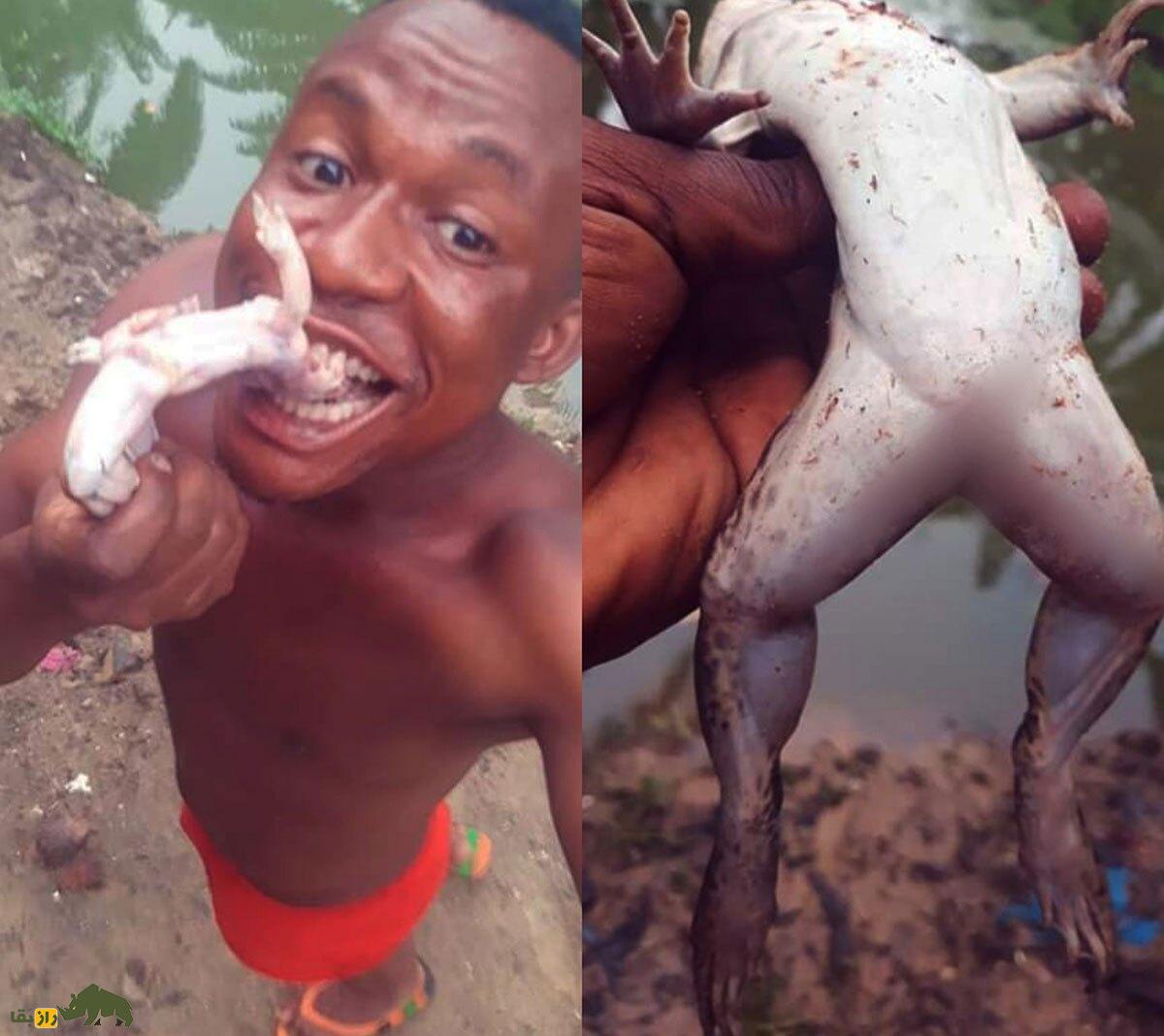 اگر یک قورباغه زنده را بخوریم چه میشود؛ داستان شگفتانگیز مردی که ۳۶ قورباغه زنده را قورت داد! اگر یک قورباغه زنده را بخوریم چه میشود؛ داستان شگفتانگیز مردی که ۳۶ قورباغه زنده را قورت داد!