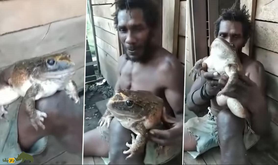 اگر یک قورباغه زنده را بخوریم چه میشود؛ داستان شگفتانگیز مردی که ۳۶ قورباغه زنده را قورت داد! اگر یک قورباغه زنده را بخوریم چه میشود؛ داستان شگفتانگیز مردی که ۳۶ قورباغه زنده را قورت داد!