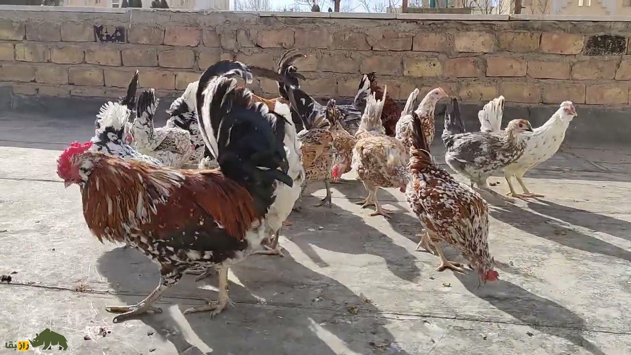 مرغ و خروس گلین لُری؛ مرغ و خروس معروف به «مرغ و خروس عشایری» که اصیلترین نزاد مرغ و خروس در بین عشایر لرستان است مرغ و خروس گلین لُری