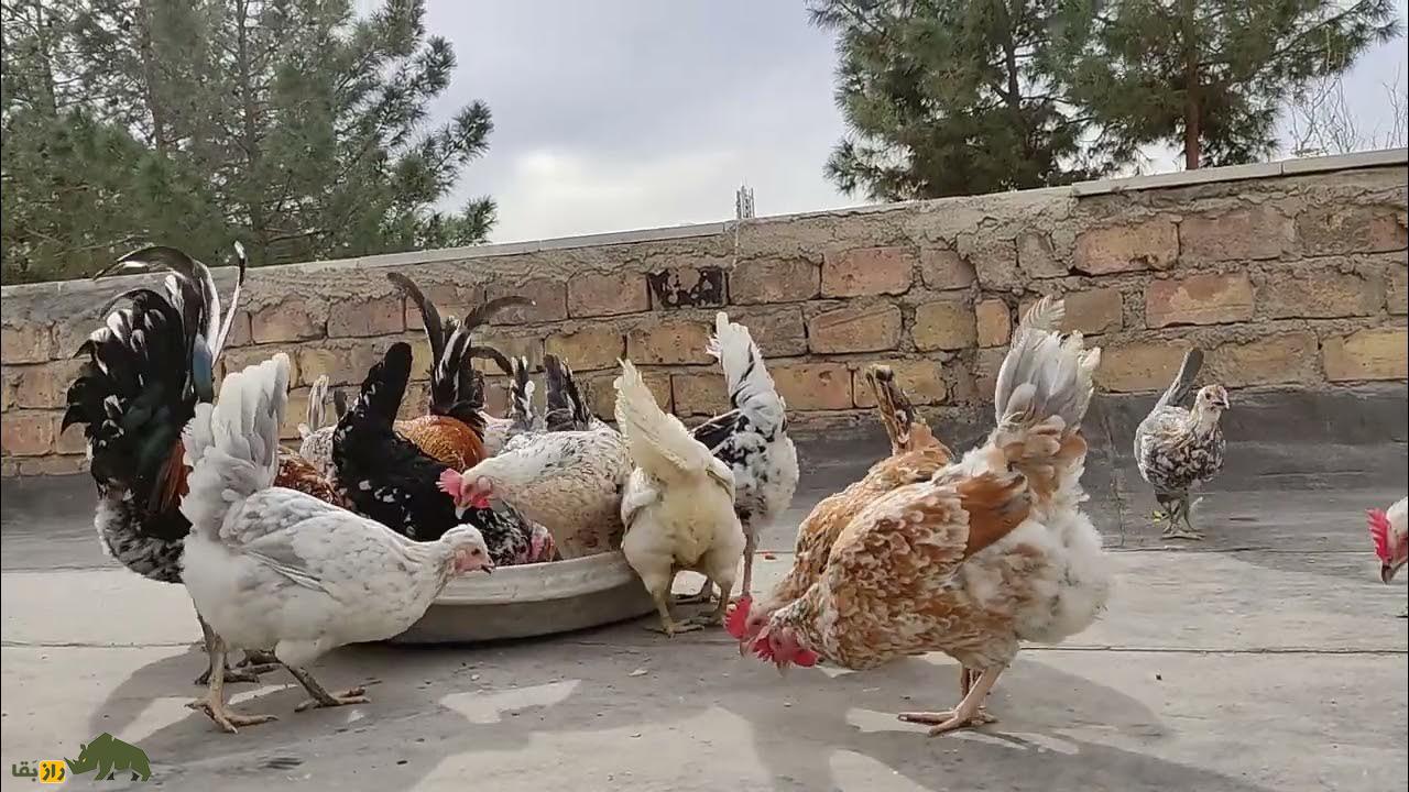 مرغ و خروس گلین لُری؛ مرغ و خروس معروف به «مرغ و خروس عشایری» که اصیلترین نزاد مرغ و خروس در بین عشایر لرستان است مرغ و خروس گلین لُری