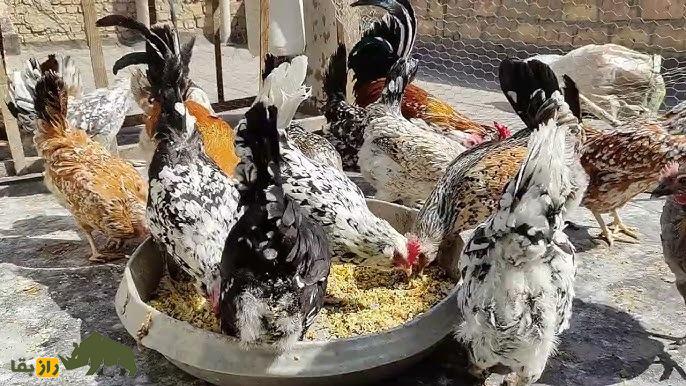 مرغ و خروس گلین لُری؛ مرغ و خروس معروف به «مرغ و خروس عشایری» که اصیلترین نزاد مرغ و خروس در بین عشایر لرستان است مرغ و خروس گلین لُری