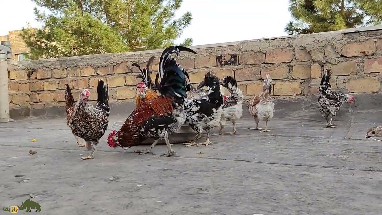 مرغ و خروس گلین لُری؛ مرغ و خروس معروف به «مرغ و خروس عشایری» که اصیلترین نزاد مرغ و خروس در بین عشایر لرستان است مرغ و خروس گلین لُری