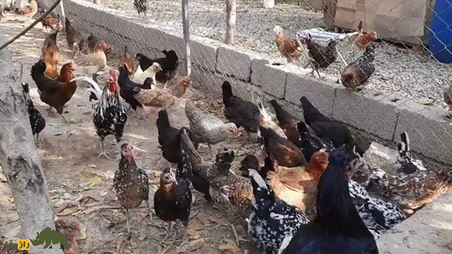 مرغ و خروس گلین لُری؛ مرغ و خروس معروف به «مرغ و خروس عشایری» که اصیلترین نزاد مرغ و خروس در بین عشایر لرستان است مرغ و خروس گلین لُری