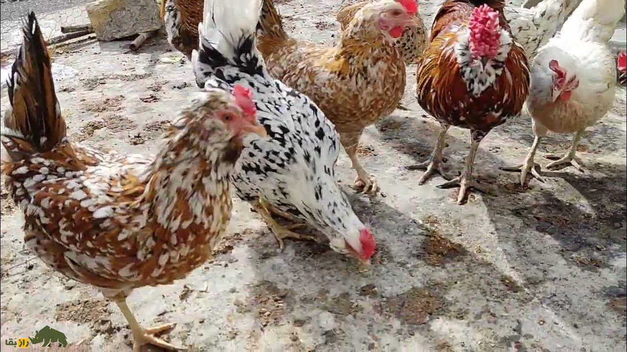 مرغ و خروس گلین لُری؛ مرغ و خروس معروف به «مرغ و خروس عشایری» که اصیلترین نزاد مرغ و خروس در بین عشایر لرستان است مرغ و خروس گلین لُری