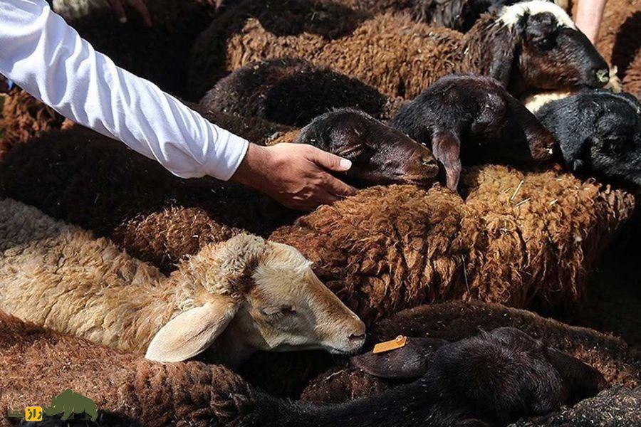 سنگچینی گوسفند مرده یا پشمآویزی؛ مراسمی برای گوسفند محبوب گله در بین عشایر کرمانشاه و لرستان که باعث میشود روح گوسفند همچنان نگهبان گله باشد سنگچینی گوسفند مرده یا پشمآویزی