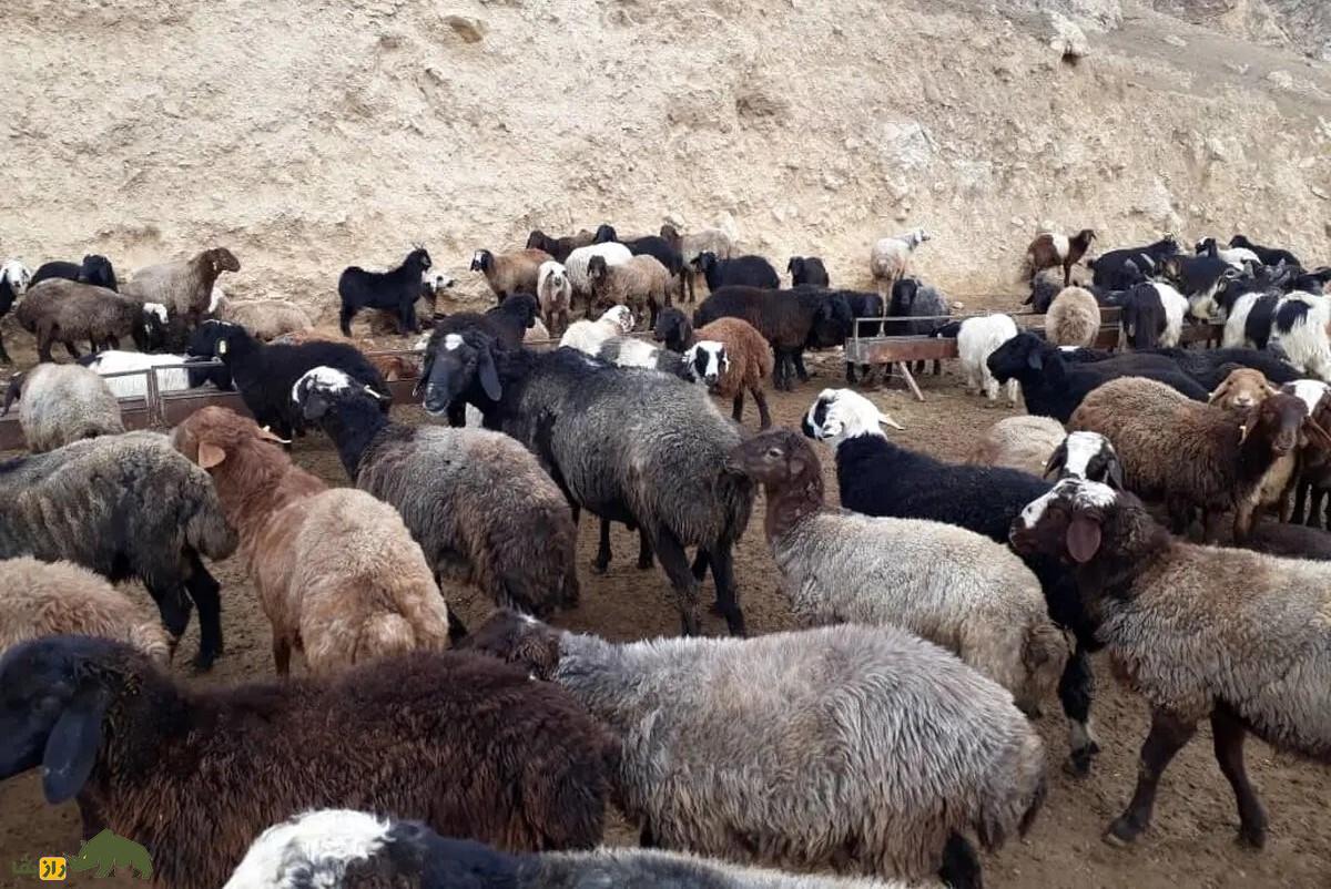 سنگچینی گوسفند مرده یا پشمآویزی؛ مراسمی برای گوسفند محبوب گله در بین عشایر کرمانشاه و لرستان که باعث میشود روح گوسفند همچنان نگهبان گله باشد سنگچینی گوسفند مرده یا پشمآویزی