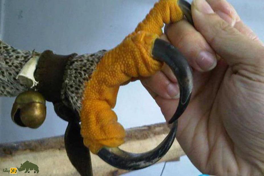 فیلمی تکاندهنده از قطع کردن پنجه یک عقاب در ایران به خاطر جادوگری! فیلمی تکاندهنده از قطع کردن پنجه یک عقاب در ایران به خاطر جادوگری!