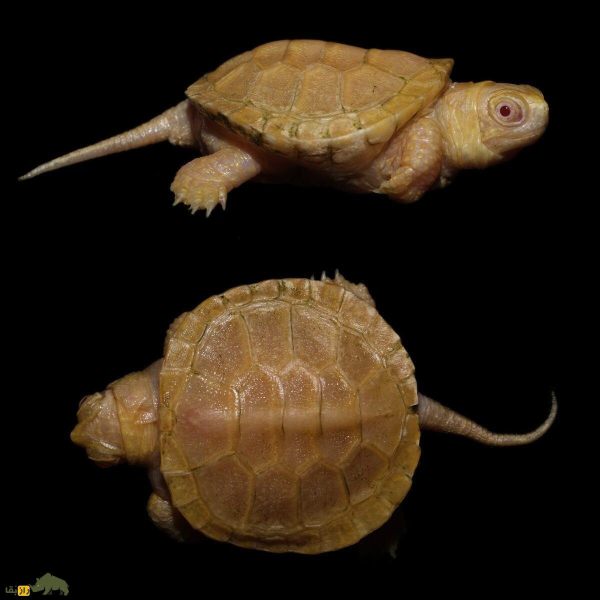 لاکپشت آملانیسم در گیلان؛ کشف گونه نادر ژنتیکی که تنوع زیستی ایران را متحول کرد لاکپشت آملانیسم در گیلان؛ کشف گونه نادر ژنتیکی که تنوع زیستی ایران را متحول کرد