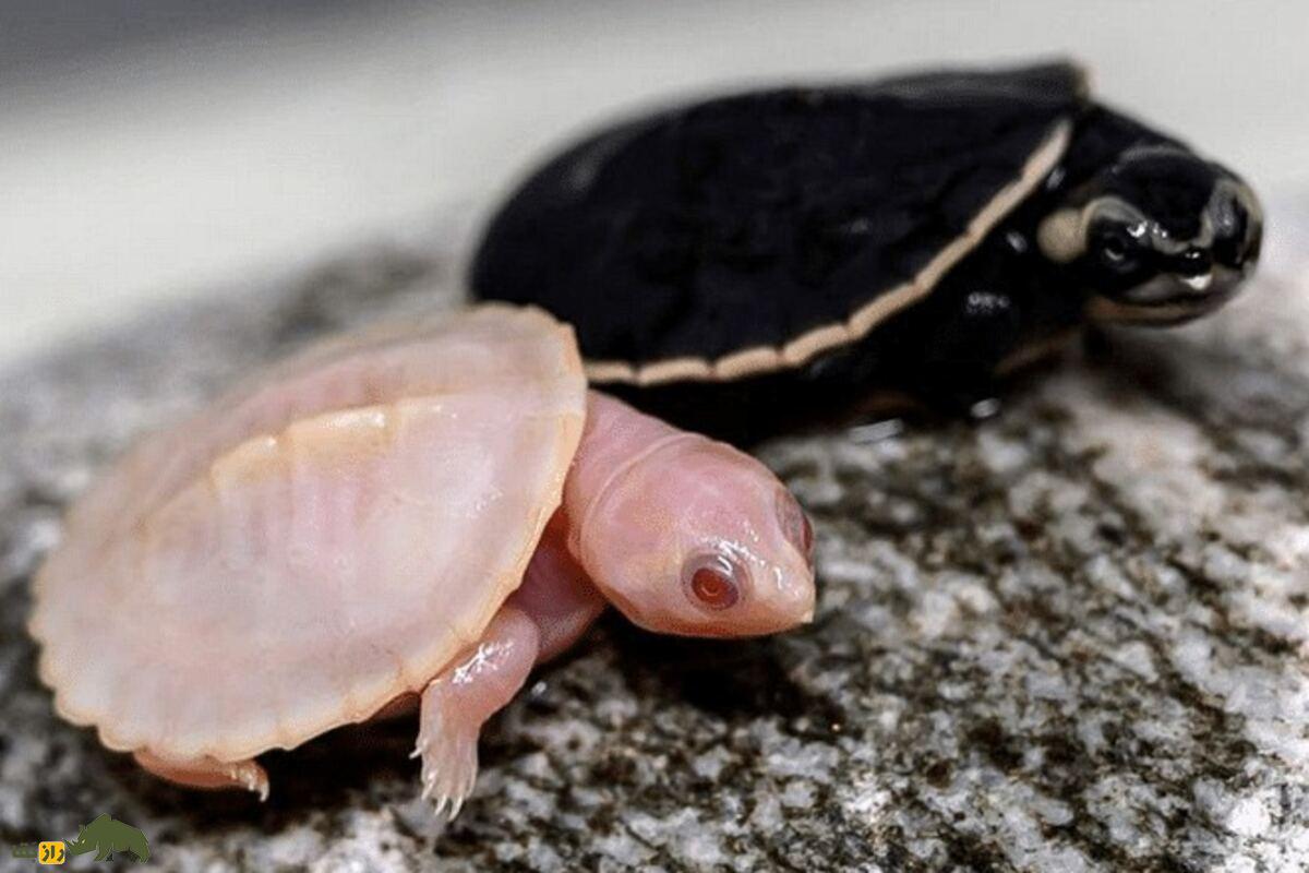 لاکپشت آملانیسم در گیلان؛ کشف گونه نادر ژنتیکی که تنوع زیستی ایران را متحول کرد لاکپشت آملانیسم در گیلان؛ کشف گونه نادر ژنتیکی که تنوع زیستی ایران را متحول کرد