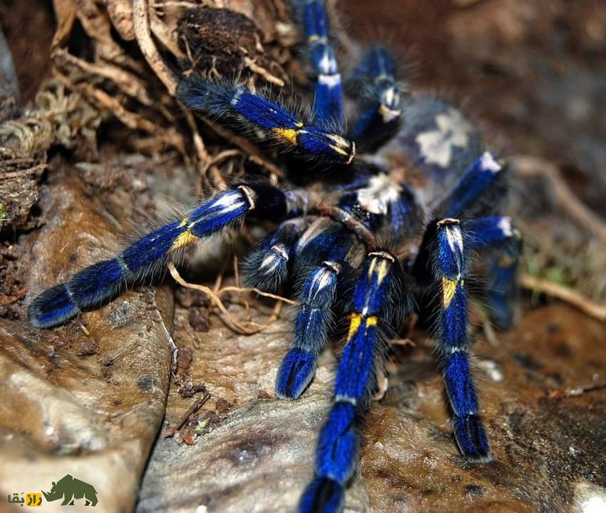 عنکبوت چتری فلزی؛ زیباترین عنکبوت جهان معروف به «فراری عنکبوتها» که بیش از ۲۰۰ میلیون تومان قیمت دارد عنکبوت چتری فلزی