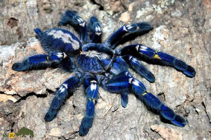 عنکبوت چتری فلزی؛ زیباترین عنکبوت جهان معروف به «فراری عنکبوتها» که بیش از ۲۰۰ میلیون تومان قیمت دارد عنکبوت چتری فلزی