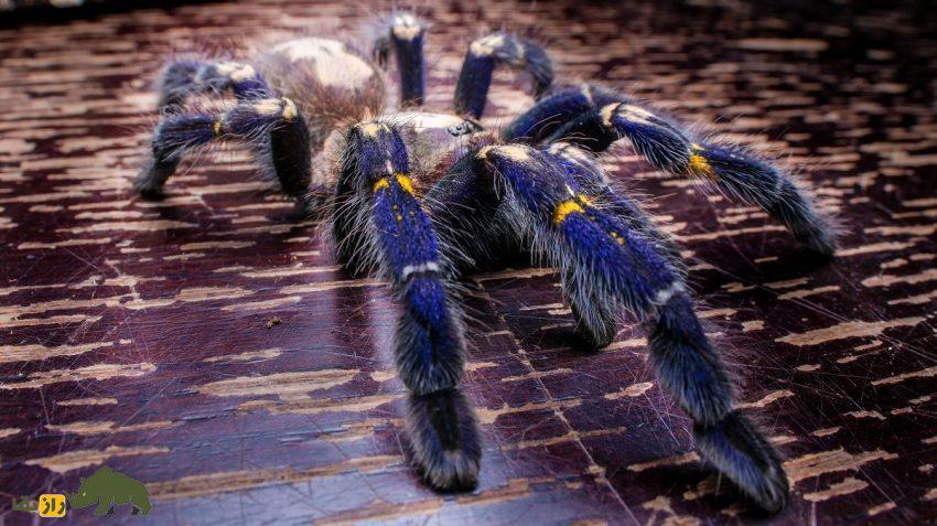 عنکبوت چتری فلزی؛ زیباترین عنکبوت جهان معروف به «فراری عنکبوتها» که بیش از ۲۰۰ میلیون تومان قیمت دارد عنکبوت چتری فلزی