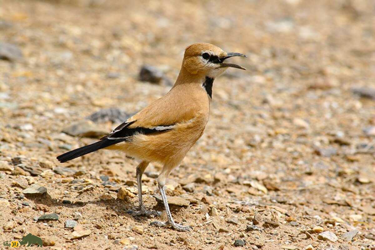 زاغ بور ایرانی؛ پرنده‌ای با پا‌های بلند، دم بلند و نقاب سیاه دور چشم که استاد استتار در بیابان است