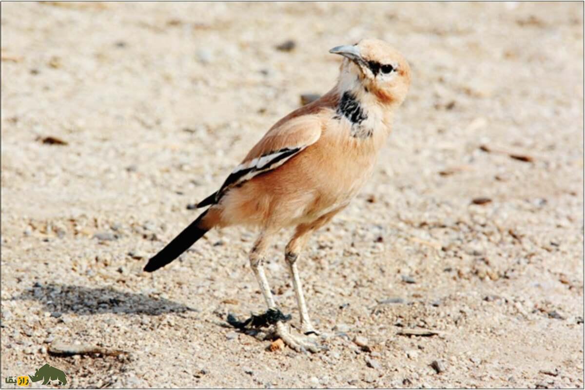 زاغ بور ایرانی؛ پرنده‌ای با پا‌های بلند، دم بلند و نقاب سیاه دور چشم که استاد استتار در بیابان است
