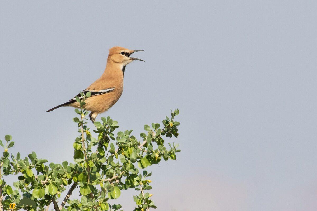 زاغ بور ایرانی؛ پرنده‌ای با پا‌های بلند، دم بلند و نقاب سیاه دور چشم که استاد استتار در بیابان است