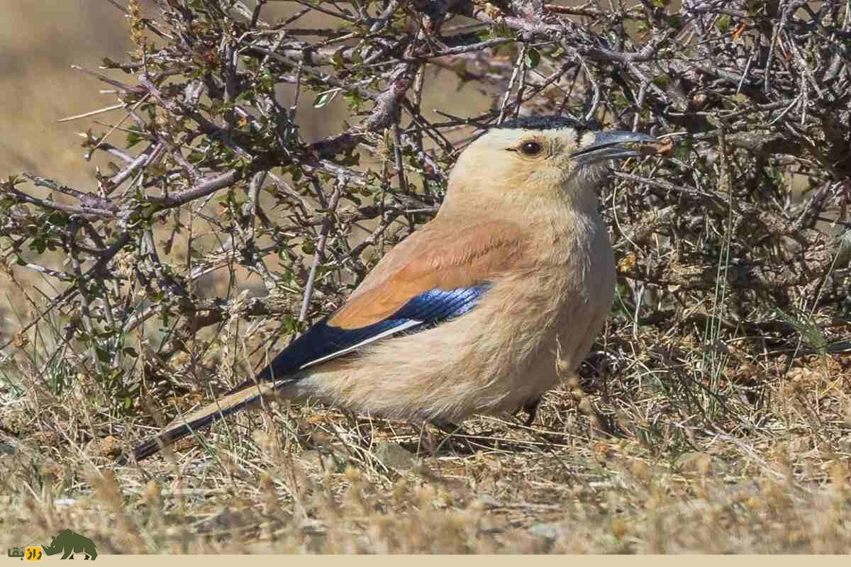 زاغ بور ایرانی؛ پرنده‌ای با پا‌های بلند، دم بلند و نقاب سیاه دور چشم که استاد استتار در بیابان است