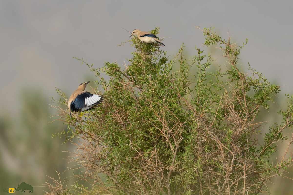 زاغ بور ایرانی؛ پرنده‌ای با پا‌های بلند، دم بلند و نقاب سیاه دور چشم که استاد استتار در بیابان است