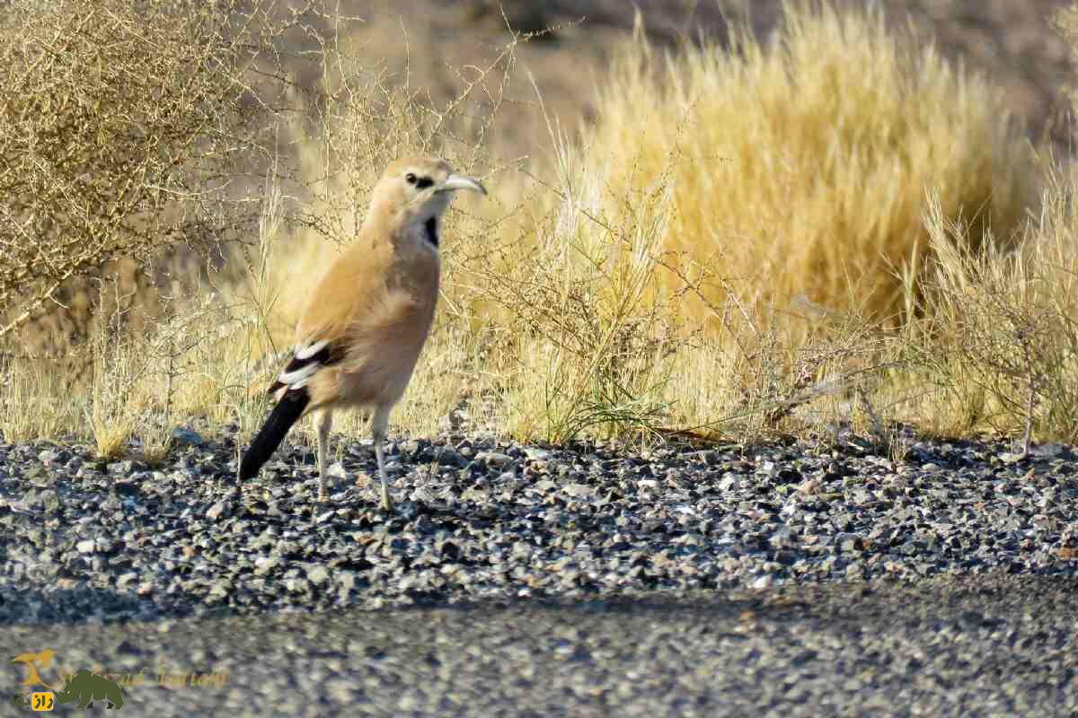 زاغ بور ایرانی؛ پرنده‌ای با پا‌های بلند، دم بلند و نقاب سیاه دور چشم که استاد استتار در بیابان است