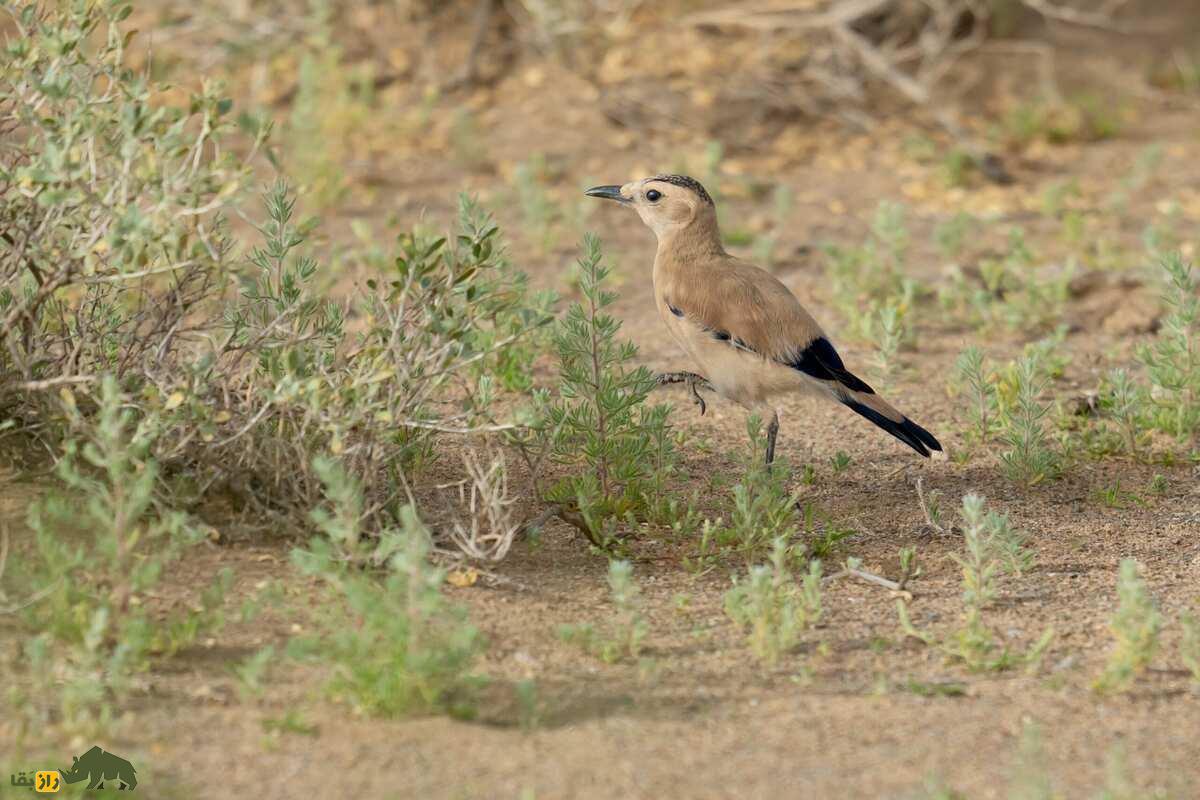 زاغ بور ایرانی؛ پرنده‌ای با پا‌های بلند، دم بلند و نقاب سیاه دور چشم که استاد استتار در بیابان است