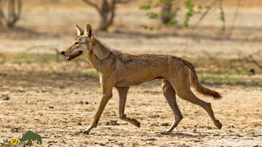 گرگ و شغال چه تفاوتی باهم دارند و در نبرد بین این دو کدامیک پیروز میشود؟ شغال