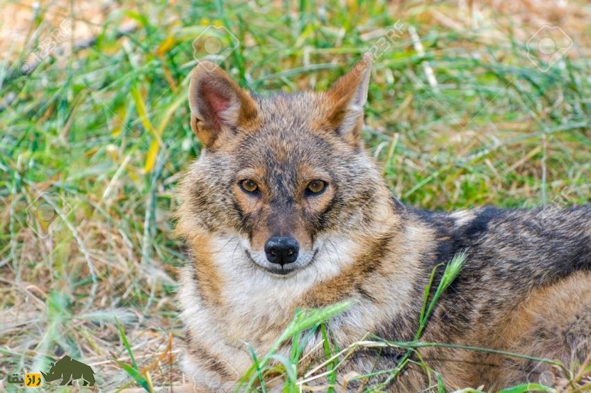 گرگ و شغال چه تفاوتی باهم دارند و در نبرد بین این دو کدامیک پیروز میشود؟ شغال