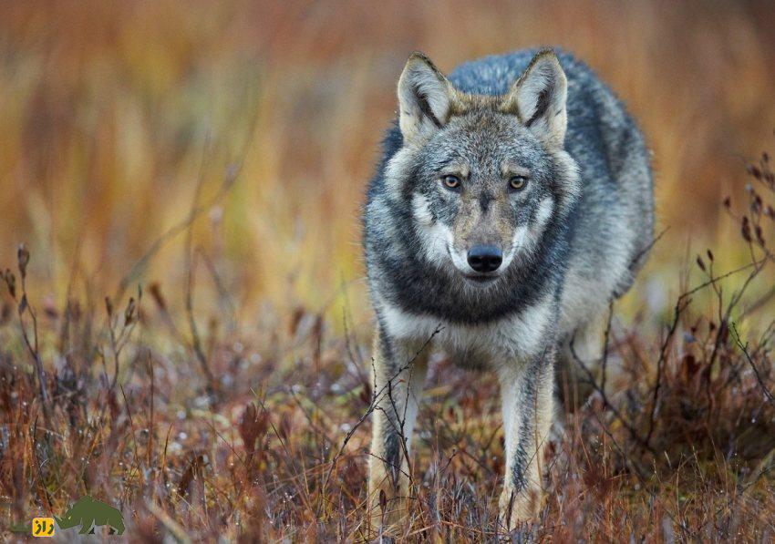 گرگ و شغال چه تفاوتی باهم دارند و در نبرد بین این دو کدامیک پیروز میشود؟ گرگ