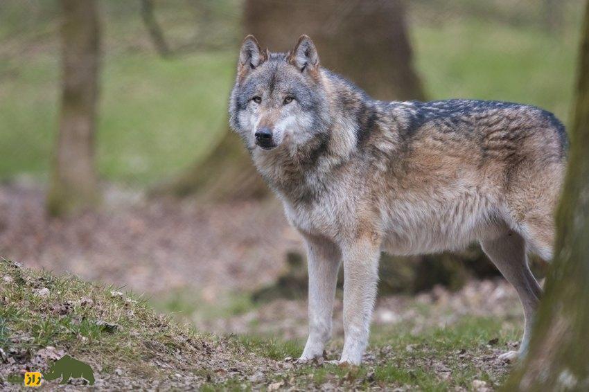 گرگ و شغال چه تفاوتی باهم دارند و در نبرد بین این دو کدامیک پیروز میشود؟ گرگ