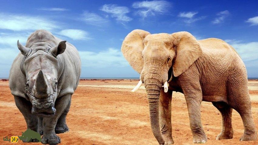 تفاوتها و شباهتهای فیل و کرگدن: اگر فیل و کرگدن با هم مبارزه کنند کدام یک پیروز میشوند؟ فیل و کرگدن