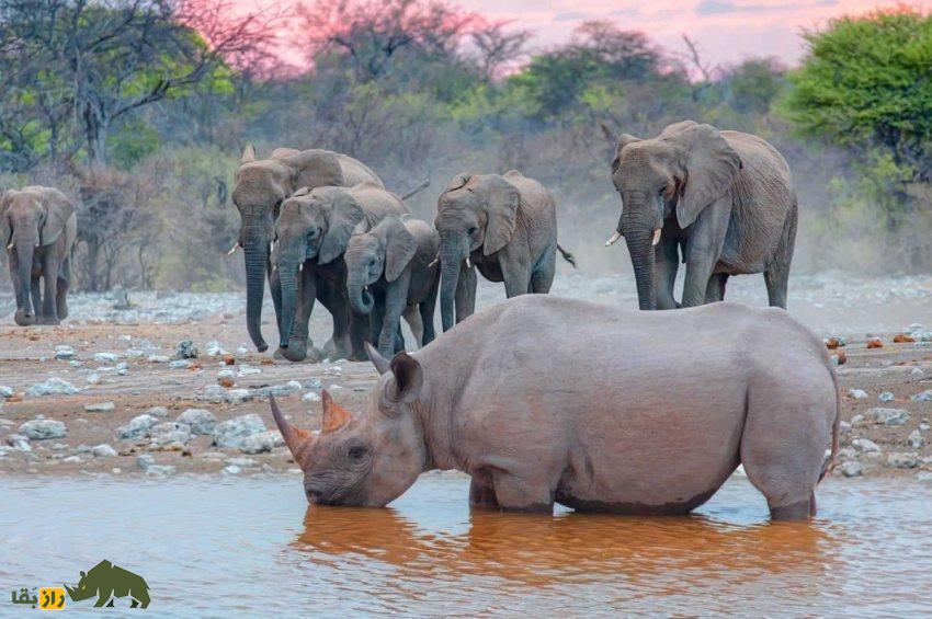 تفاوتها و شباهتهای فیل و کرگدن: اگر فیل و کرگدن با هم مبارزه کنند کدام یک پیروز میشوند؟ فیل و کرگدن