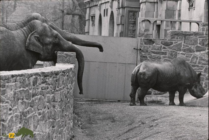 تفاوتها و شباهتهای فیل و کرگدن: اگر فیل و کرگدن با هم مبارزه کنند کدام یک پیروز میشوند؟ فیل و کرگدن