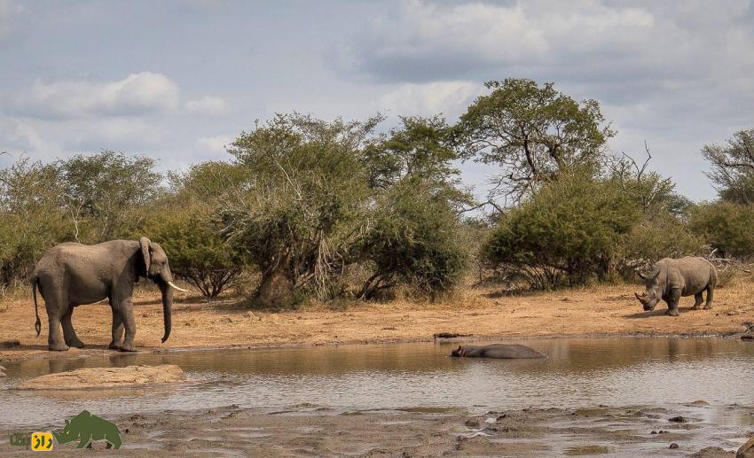 تفاوتها و شباهتهای فیل و کرگدن: اگر فیل و کرگدن با هم مبارزه کنند کدام یک پیروز میشوند؟ فیل و کرگدن