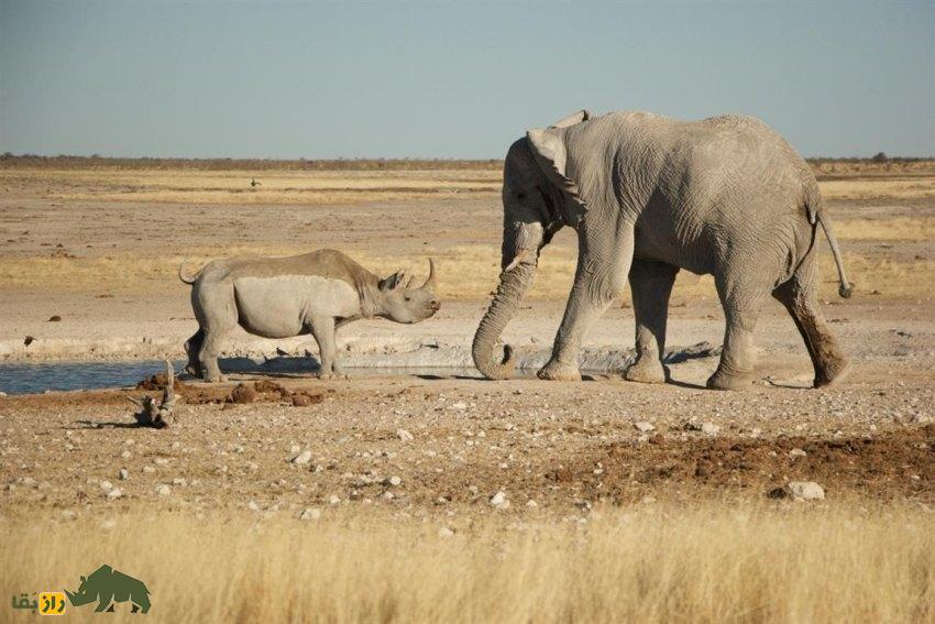 تفاوتها و شباهتهای فیل و کرگدن: اگر فیل و کرگدن با هم مبارزه کنند کدام یک پیروز میشوند؟ فیل و کرگدن