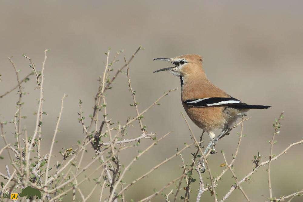 زاغ بور ایرانی