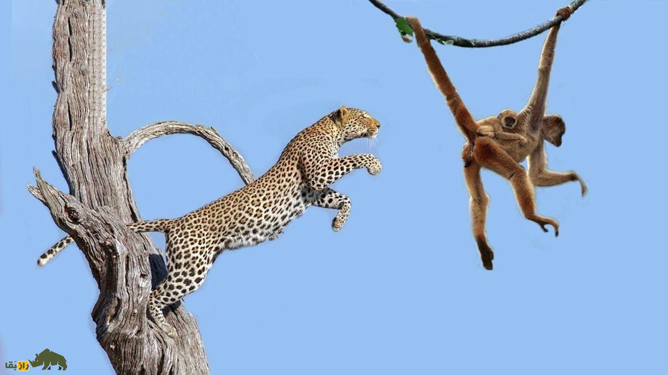 نبرد مرگبار میمون در برابر پلنگ؛ میمون و پلنگ چه زمانی شانس پیروزی برابر یکدیگر دارند؟ نبرد مرگبار میمون در برابر پلنگ