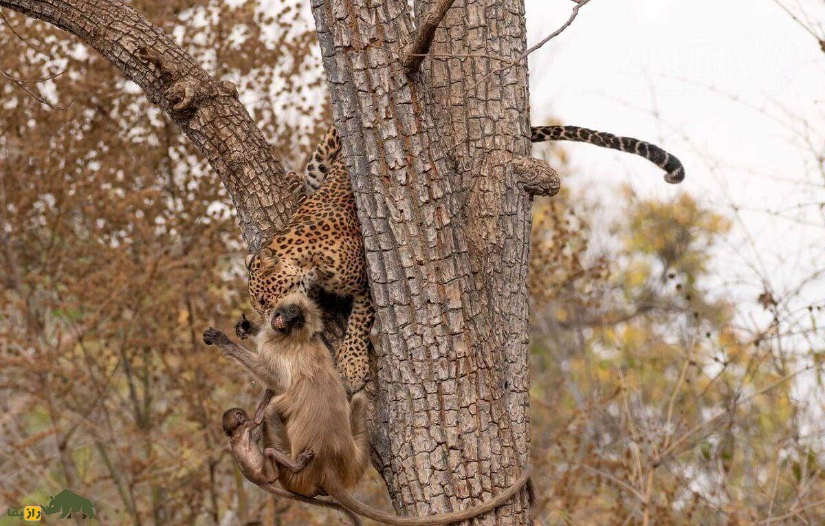 نبرد مرگبار میمون در برابر پلنگ؛ میمون و پلنگ چه زمانی شانس پیروزی برابر یکدیگر دارند؟ نبرد مرگبار میمون در برابر پلنگ