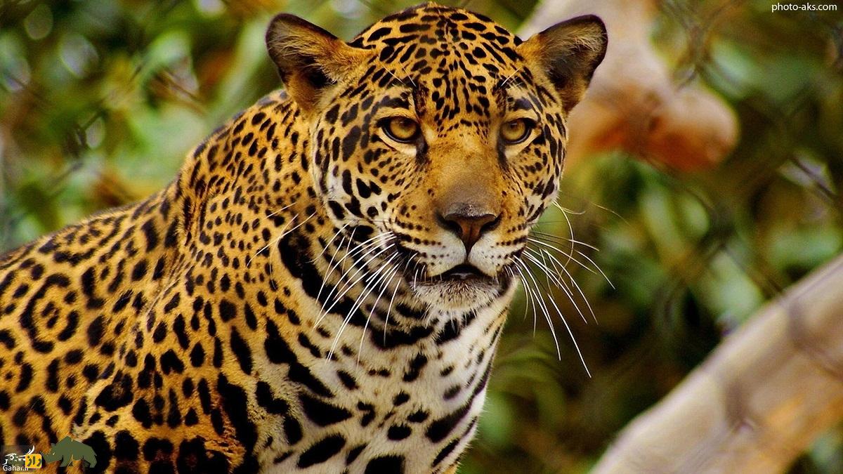 نبرد مرگبار میمون در برابر پلنگ؛ میمون و پلنگ چه زمانی شانس پیروزی برابر یکدیگر دارند؟ نبرد مرگبار میمون در برابر پلنگ