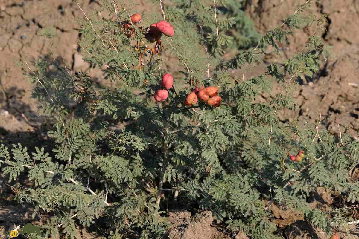 کهورک یا جغجغه؛ گیاه کهنسال و بومی ایران که تاثیری جادویی در درمان کبد و افزایش وزن گاوها و گوسفندها دارد!