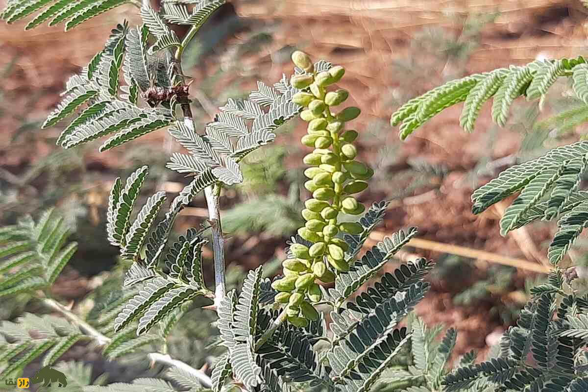 کهورک یا جغجغه کهورک یا جغجغه؛ گیاه چندصدساله بومی ایران با خواص بینظیر درمان کبد، کاربردهای سنتی در مشکسازی و تأثیر فوقالعاده در افزایش وزن و سلامت گاو و گوسفندها