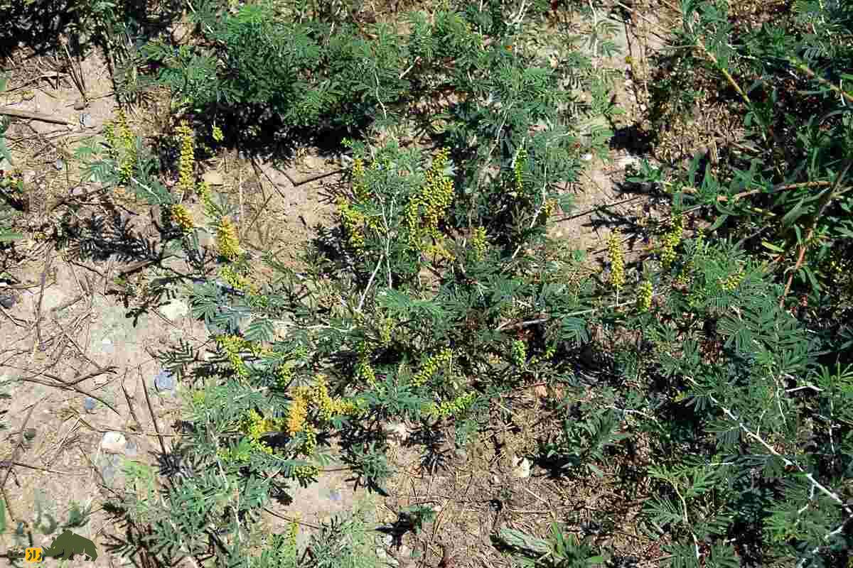 کهورک یا جغجغه؛ گیاه چندصدساله بومی ایران با خواص بینظیر درمان کبد، کاربردهای سنتی در مشکسازی و تأثیر فوقالعاده در افزایش وزن و سلامت گاو و گوسفندها کهورک یا جغجغه؛ گیاه چندصدساله بومی ایران با خواص بینظیر درمان کبد، کاربردهای سنتی در مشکسازی و تأثیر فوقالعاده در افزایش وزن و سلامت گاو و گوسفندها