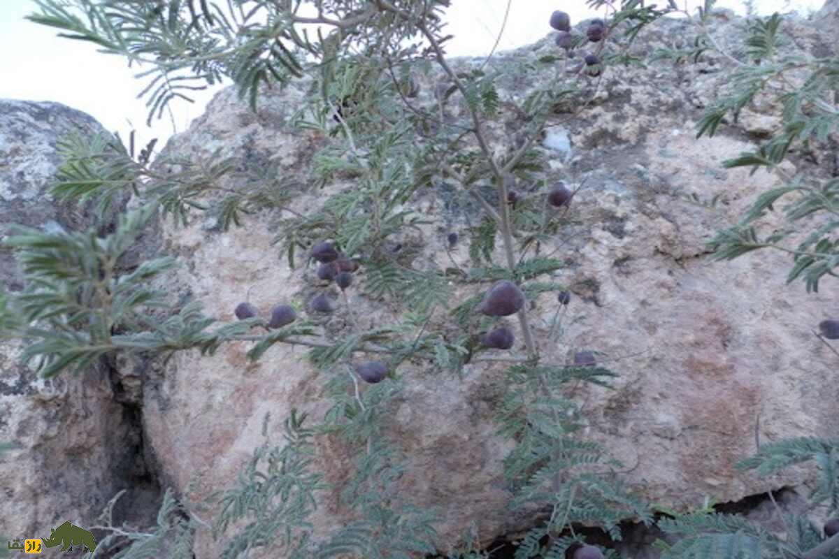 کهورک یا جغجغه؛ گیاه چندصدساله بومی ایران با خواص بینظیر درمان کبد، کاربردهای سنتی در مشکسازی و تأثیر فوقالعاده در افزایش وزن و سلامت گاو و گوسفندها کهورک یا جغجغه؛ گیاه چندصدساله بومی ایران با خواص بینظیر درمان کبد، کاربردهای سنتی در مشکسازی و تأثیر فوقالعاده در افزایش وزن و سلامت گاو و گوسفندها