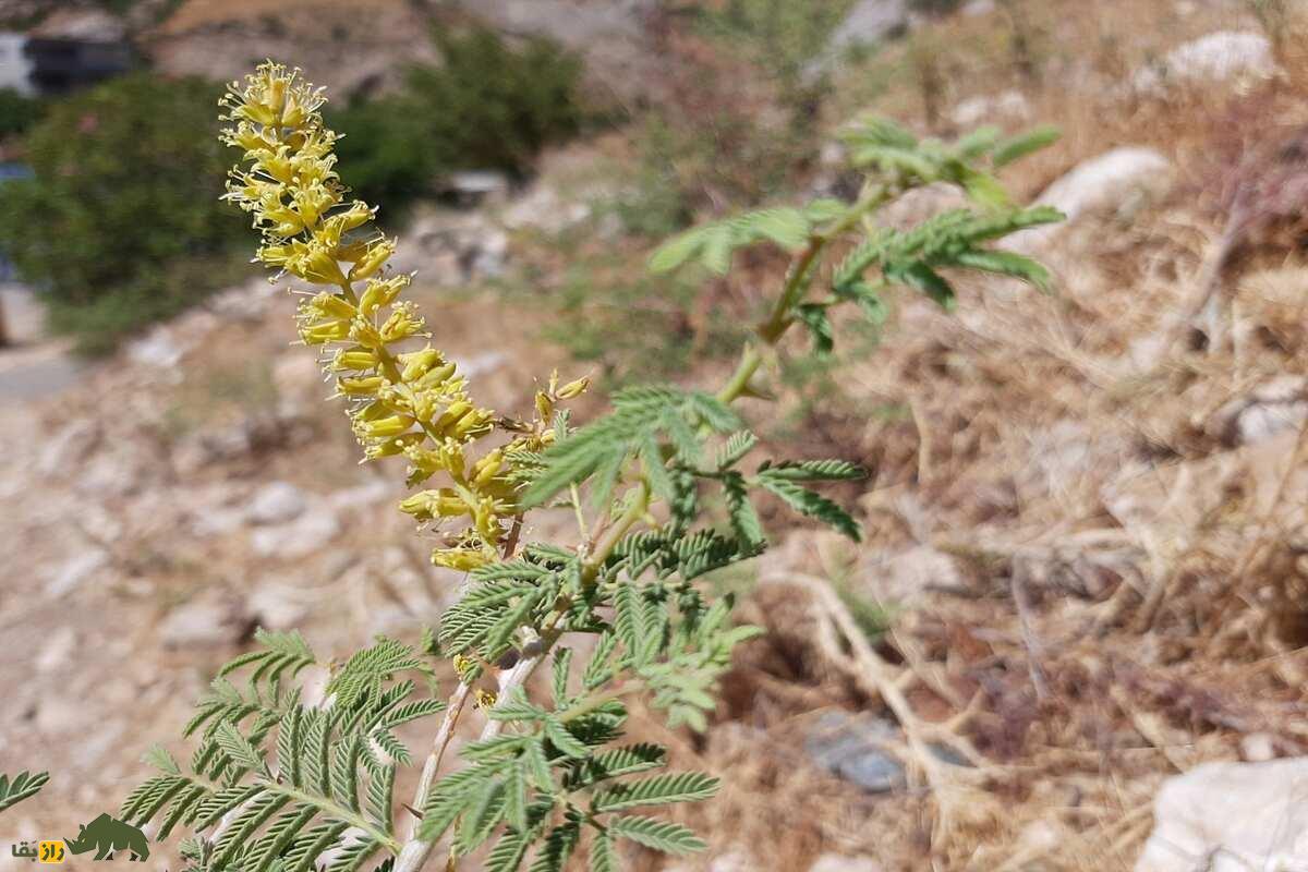 کهورک یا جغجغه؛ گیاه چندصدساله بومی ایران با خواص بینظیر درمان کبد، کاربردهای سنتی در مشکسازی و تأثیر فوقالعاده در افزایش وزن و سلامت گاو و گوسفندها کهورک یا جغجغه؛ گیاه چندصدساله بومی ایران با خواص بینظیر درمان کبد، کاربردهای سنتی در مشکسازی و تأثیر فوقالعاده در افزایش وزن و سلامت گاو و گوسفندها