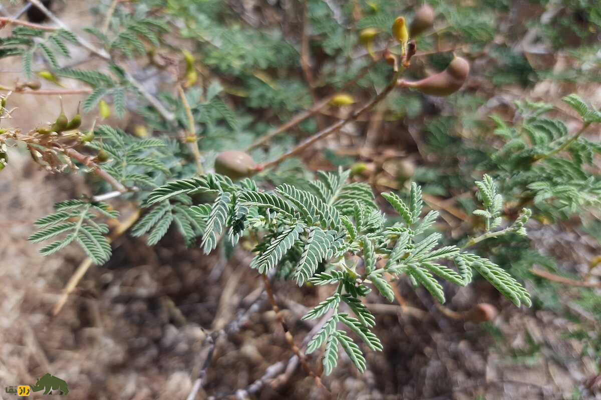 کهورک یا جغجغه؛ گیاه چندصدساله بومی ایران با خواص بینظیر درمان کبد، کاربردهای سنتی در مشکسازی و تأثیر فوقالعاده در افزایش وزن و سلامت گاو و گوسفندها کهورک یا جغجغه؛ گیاه چندصدساله بومی ایران با خواص بینظیر درمان کبد، کاربردهای سنتی در مشکسازی و تأثیر فوقالعاده در افزایش وزن و سلامت گاو و گوسفندها