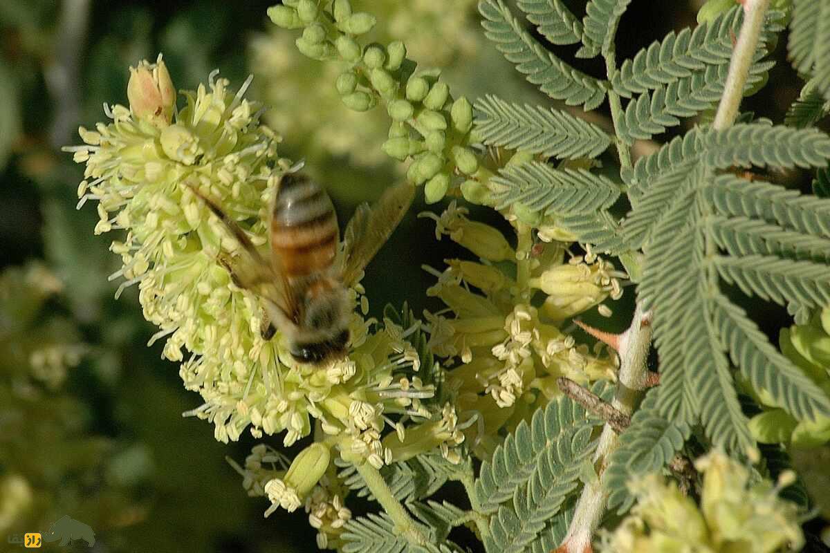 کهورک یا جغجغه؛ گیاه چندصدساله بومی ایران با خواص بینظیر درمان کبد، کاربردهای سنتی در مشکسازی و تأثیر فوقالعاده در افزایش وزن و سلامت گاو و گوسفندها کهورک یا جغجغه؛ گیاه چندصدساله بومی ایران با خواص بینظیر درمان کبد، کاربردهای سنتی در مشکسازی و تأثیر فوقالعاده در افزایش وزن و سلامت گاو و گوسفندها