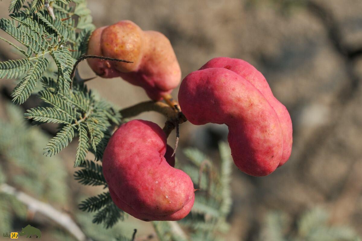 کهورک یا جغجغه؛ گیاه چندصدساله بومی ایران با خواص بینظیر درمان کبد، کاربردهای سنتی در مشکسازی و تأثیر فوقالعاده در افزایش وزن و سلامت گاو و گوسفندها کهورک یا جغجغه؛ گیاه چندصدساله بومی ایران با خواص بینظیر درمان کبد، کاربردهای سنتی در مشکسازی و تأثیر فوقالعاده در افزایش وزن و سلامت گاو و گوسفندها
