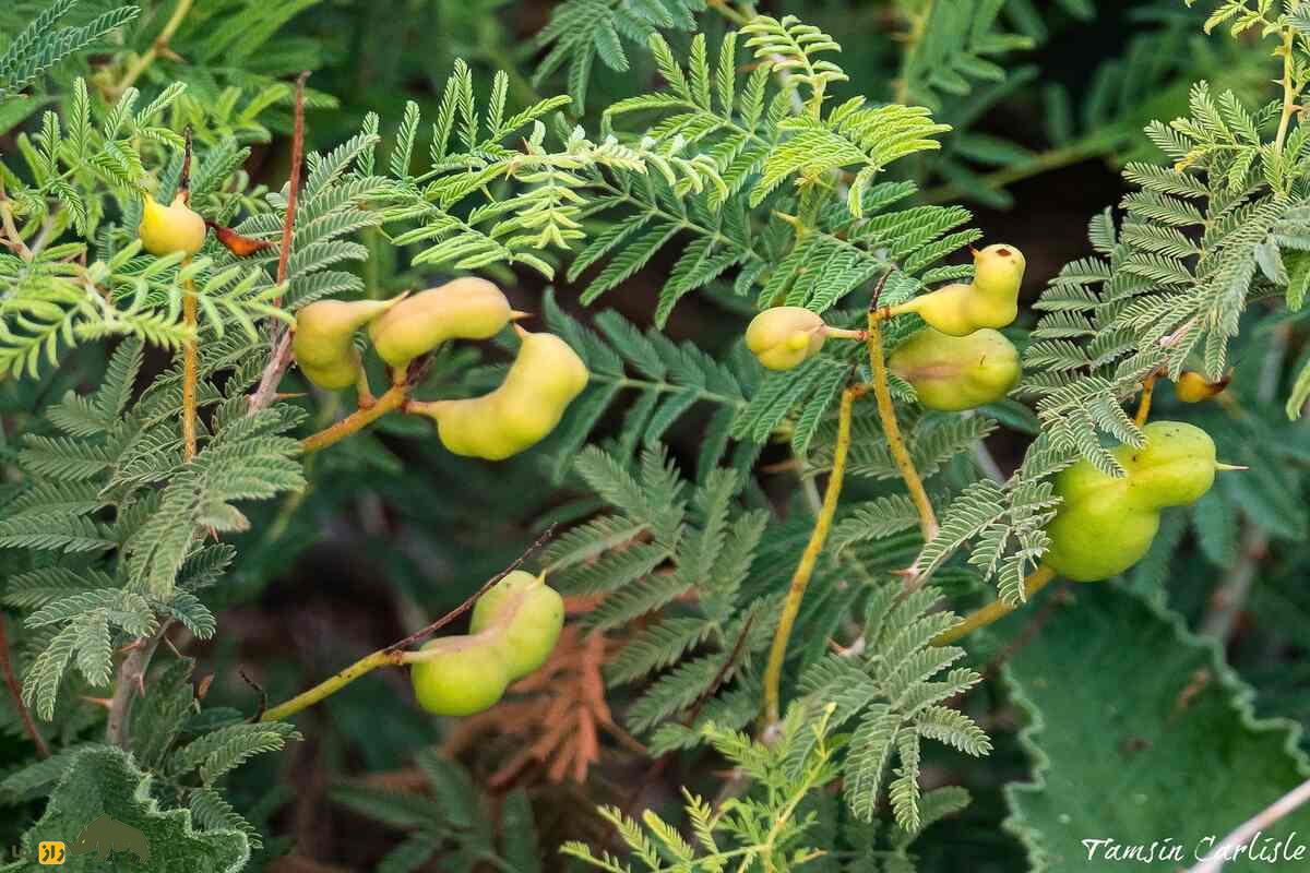 کهورک یا جغجغه؛ گیاه چندصدساله بومی ایران با خواص بینظیر درمان کبد، کاربردهای سنتی در مشکسازی و تأثیر فوقالعاده در افزایش وزن و سلامت گاو و گوسفندها کهورک یا جغجغه؛ گیاه چندصدساله بومی ایران با خواص بینظیر درمان کبد، کاربردهای سنتی در مشکسازی و تأثیر فوقالعاده در افزایش وزن و سلامت گاو و گوسفندها