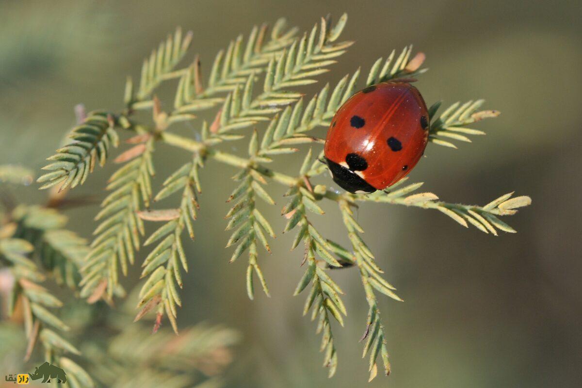 کهورک یا جغجغه؛ گیاه چندصدساله بومی ایران با خواص بینظیر درمان کبد، کاربردهای سنتی در مشکسازی و تأثیر فوقالعاده در افزایش وزن و سلامت گاو و گوسفندها کهورک یا جغجغه؛ گیاه چندصدساله بومی ایران با خواص بینظیر درمان کبد، کاربردهای سنتی در مشکسازی و تأثیر فوقالعاده در افزایش وزن و سلامت گاو و گوسفندها