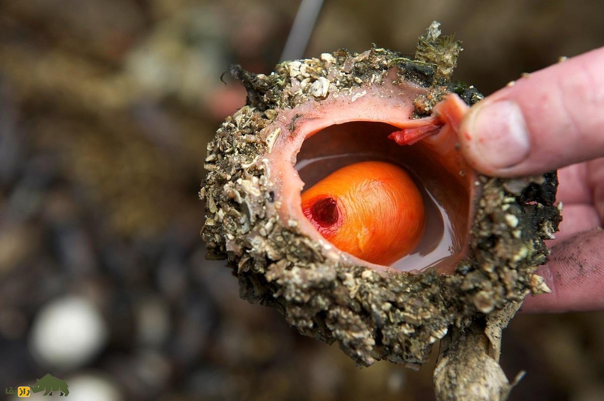 پیورا چیلنسیس؛ سنگ خوراکی عجیبی که بدنش خون دارد، شبیه موجودات فرازمینیست و هنگام بریدن جیغ میزند!
