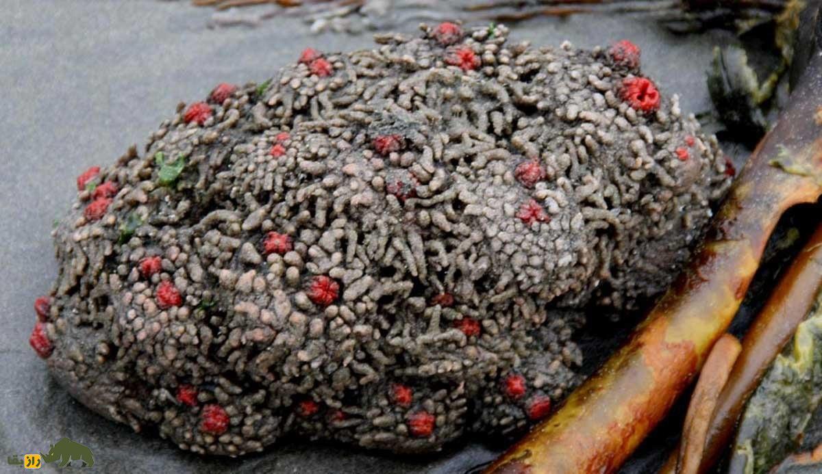 پیورا شیلنسیس: فرازمینیترین موجود جهان که کاملا سنگ است، اما قابل خوردن و هنگام بریدن صدای جیغ میدهد پیورا شیلنسیس