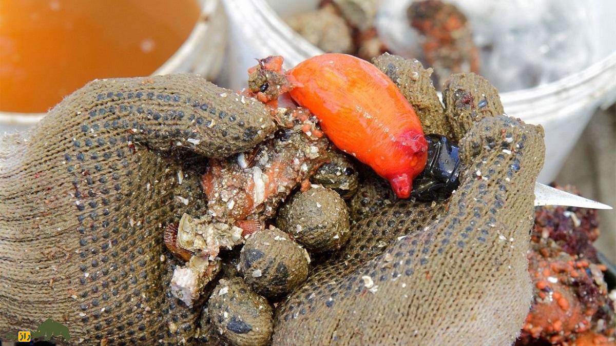 پیورا شیلنسیس: فرازمینیترین موجود جهان که کاملا سنگ است، اما قابل خوردن و هنگام بریدن صدای جیغ میدهد پیورا شیلنسیس